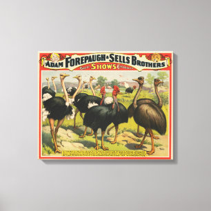 Vintage Circus Showing Ostriches And Large Birds. Canvas Print