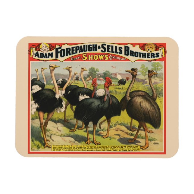 Vintage Circus Showing Ostriches And Large Birds. Magnet (Horizontal)