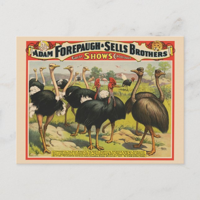 Vintage Circus Showing Ostriches And Large Birds. Postcard (Front)