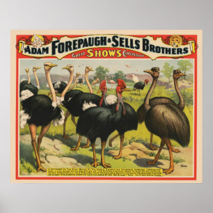 Vintage Circus Showing Ostriches And Large Birds. Poster