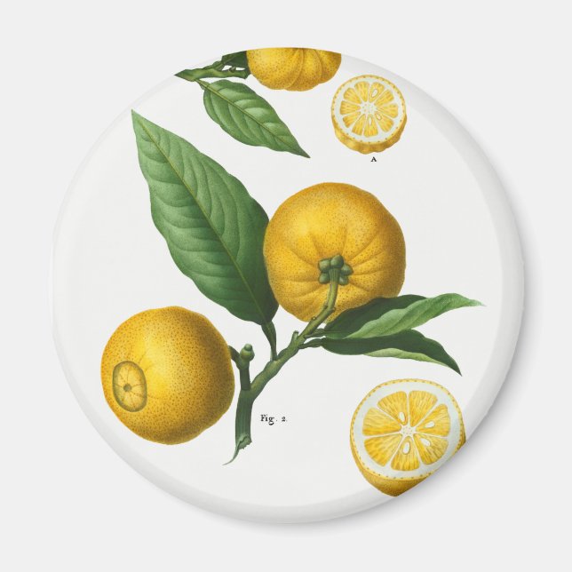 Vintage Citrus Magnet (Front)