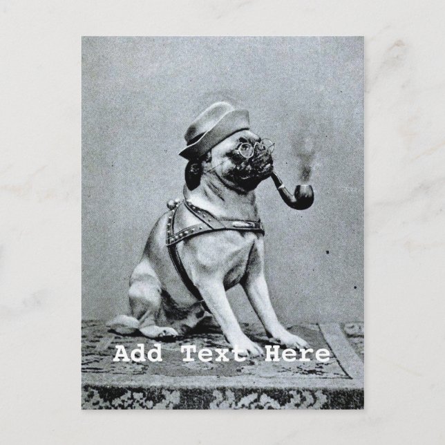Vintage Classy Pug Photograph Postcard (Front)