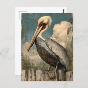 Vintage Coastal Pelican Postcard