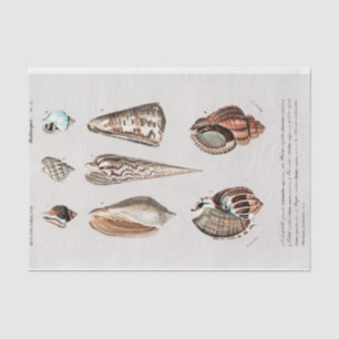 vintage coastal seashell watercolor Tissue Paper