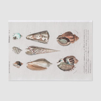 vintage coastal seashell watercolor Tissue Paper