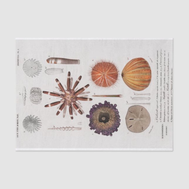 vintage coastal starfish  tissue paper (Front)