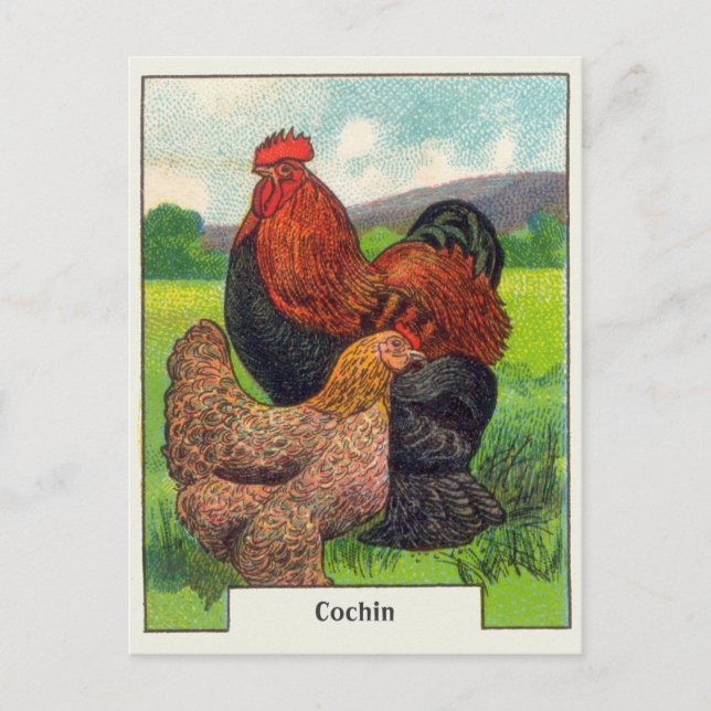 Vintage Cochin Chickens Postcard (Front)