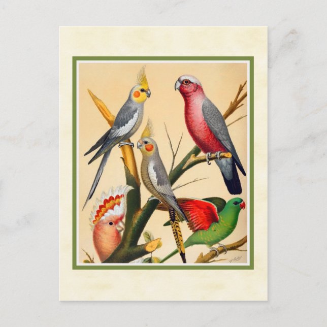 Vintage Cockatiels and Cockatoo Postcard (Front)