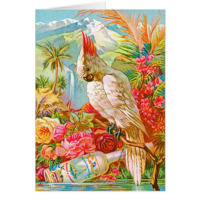 Vintage Cockatoo (Front)