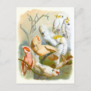 Vintage Cockatoos Illustration Postcard