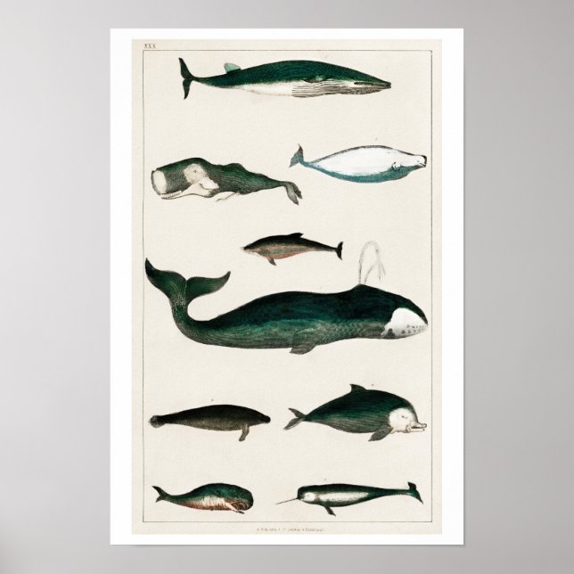 VINTAGE COLLECTION OF VARIOUS WHALES  POSTER (Front)