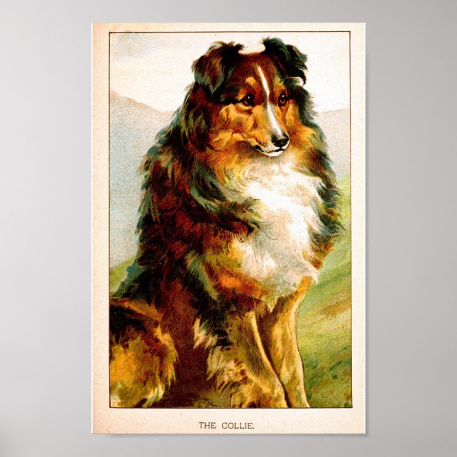 VIntage Collie Dog Poster (Front)