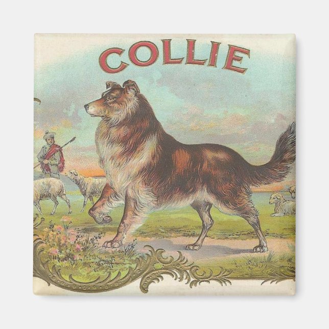 Vintage Collie Magnet (Front)