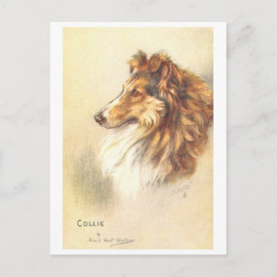 Vintage Collie Postcard