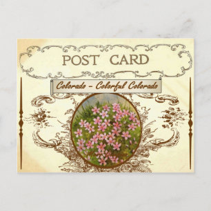 Vintage Colorado State Flower Postcard