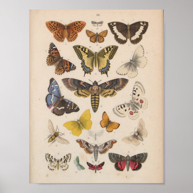Vintage Colour Butterflies Moths Print (Front)