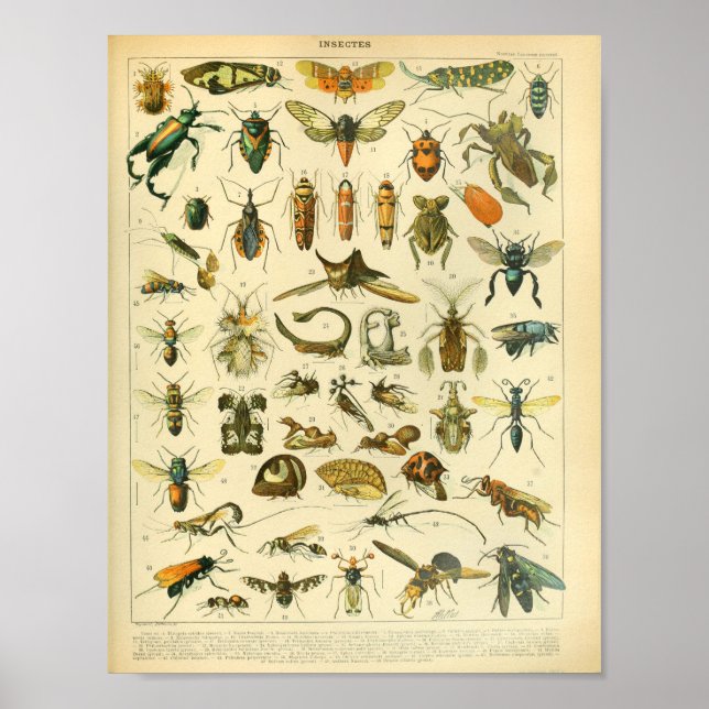 Vintage Colour Insect Art Print (Front)