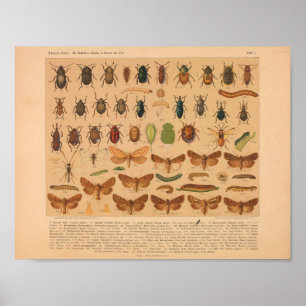 Vintage Colour Insect Art Print