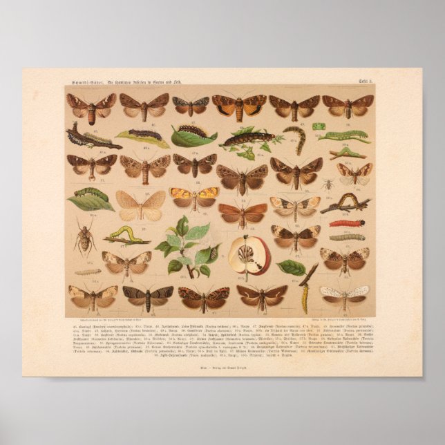 Vintage Colour Insect Art Print (Front)