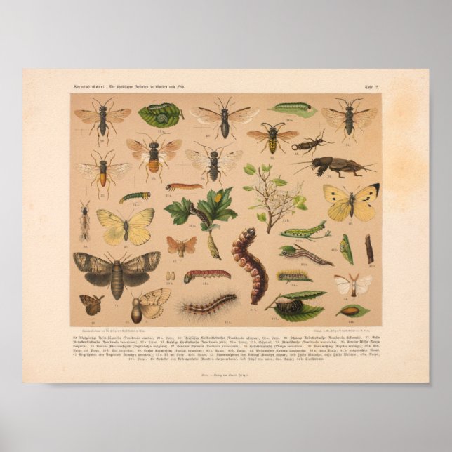 Vintage Colour Insect Art Print (Front)