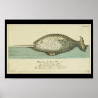 Vintage Colour Narwhal Whale Print