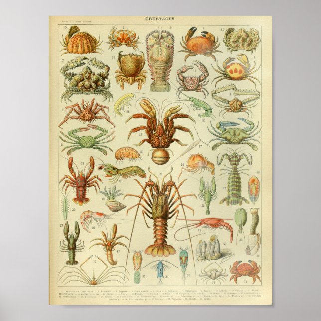 Vintage Colour Sea Life Art Print (Front)