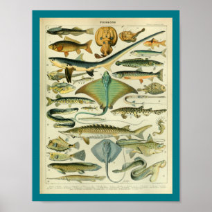Vintage Colour Sealife Fish Print