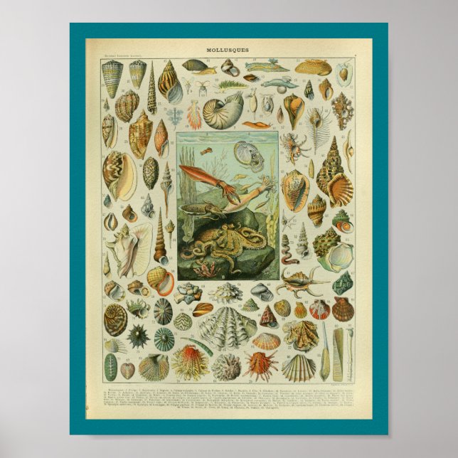 Vintage Colour Sealife Shells Print (Front)