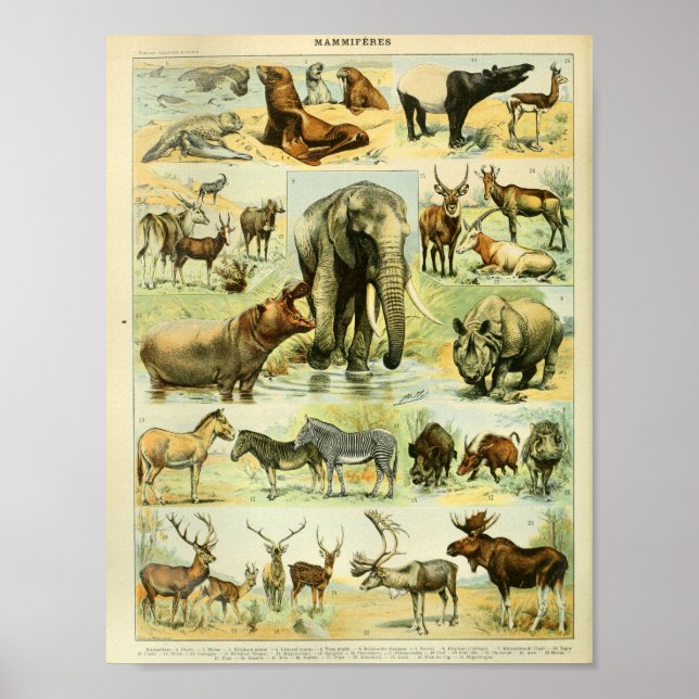 Vintage Colour Wildlife Mammals Print (Front)