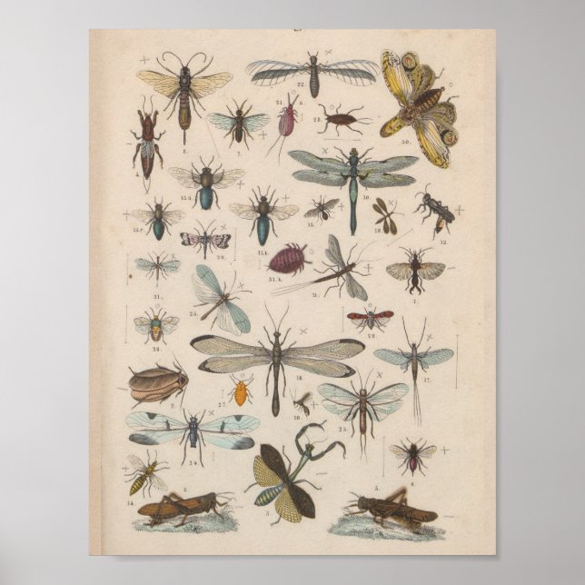 Vintage Colour Winged Insects Print (Front)
