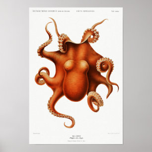 Vintage coloured octopus illustration poster