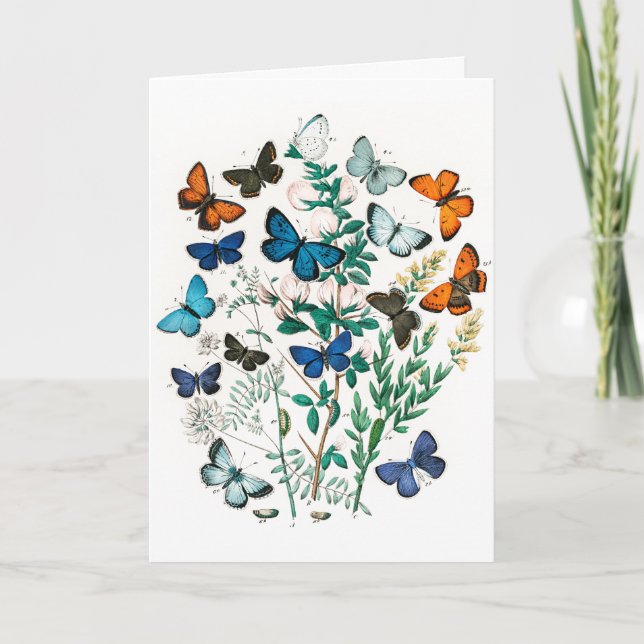 Vintage Colourful Butterflies Illustration Art Card (Front)
