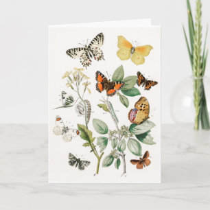 Vintage Colourful Butterflies Illustration Art Card
