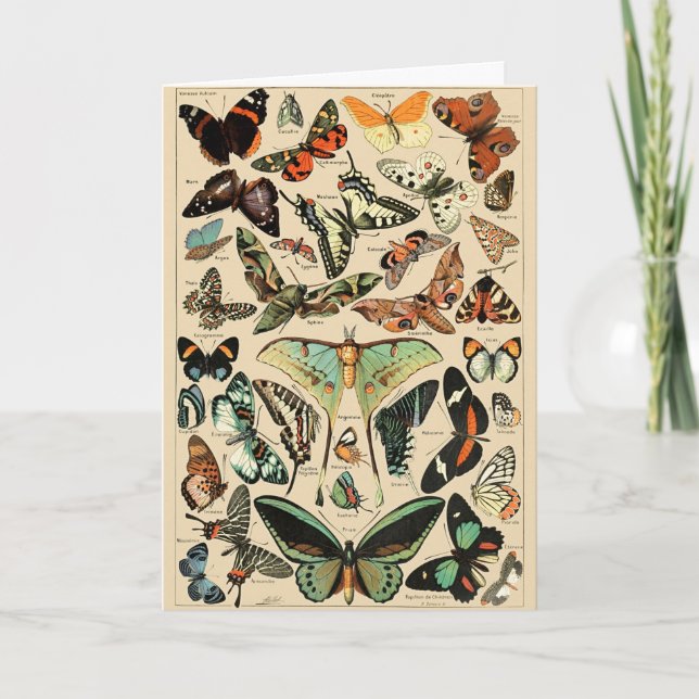 Vintage Colourful Butterflies Illustration Art Card (Front)