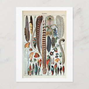 Vintage Colourful French Feathers Illustration Postcard