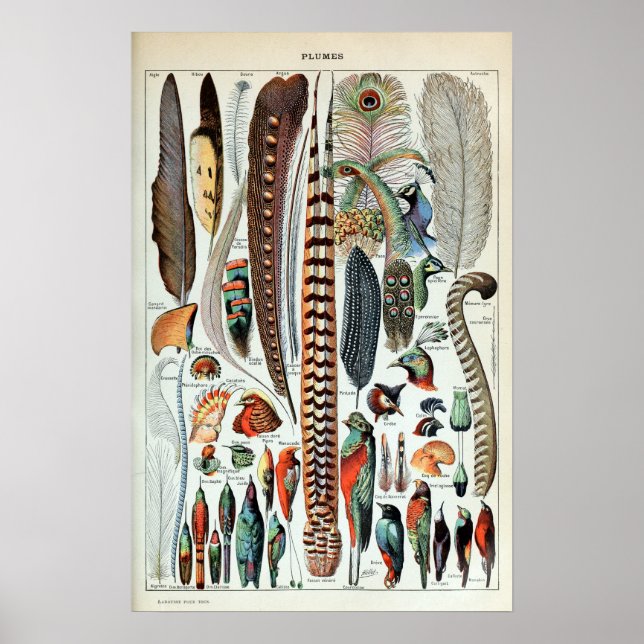 Vintage Colourful French Feathers Illustration Poster (Front)