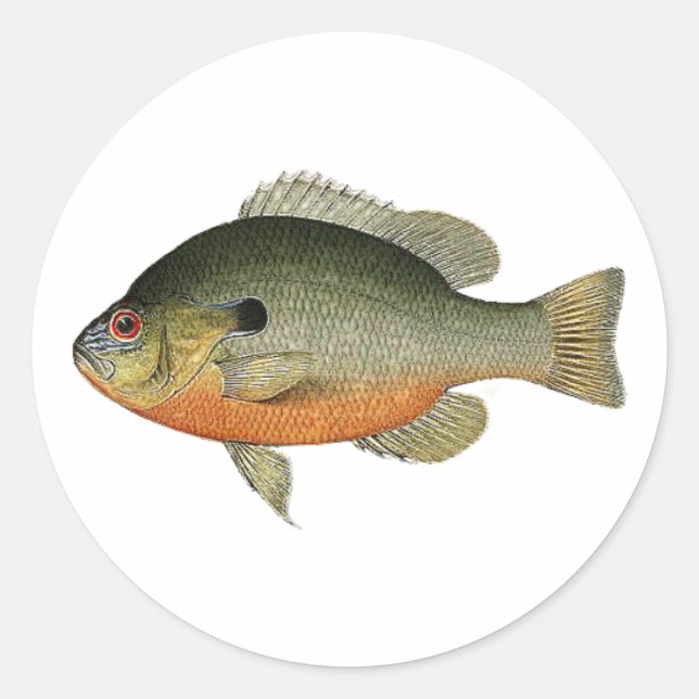 Vintage Colourful Sunfish Illustration Classic Round Sticker (Front)