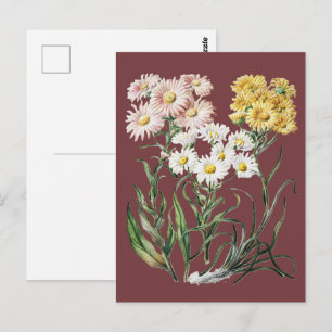 Vintage Colourful Wildflower Botanical Floral Art Postcard