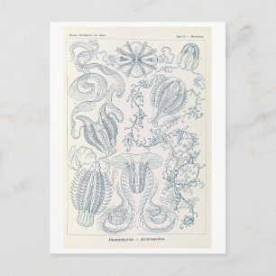 Vintage Comb Jellies by Haeckel Postcard