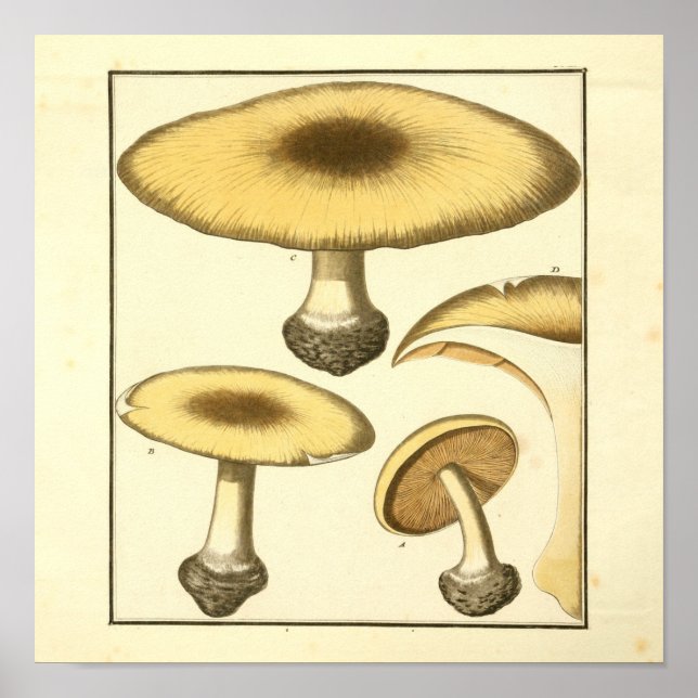 Vintage Common Brown Mushrooms Art Print (Front)