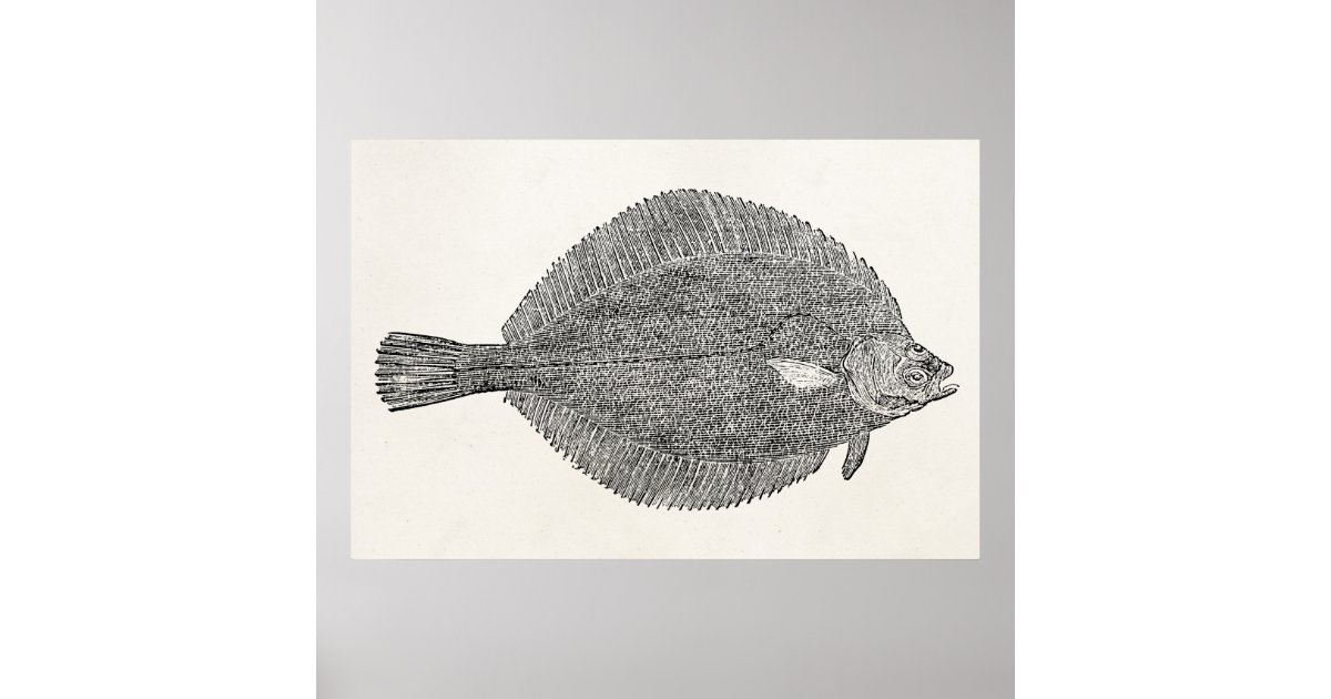 Vintage Common Dab Flounder Fish - Template Poster | Zazzle