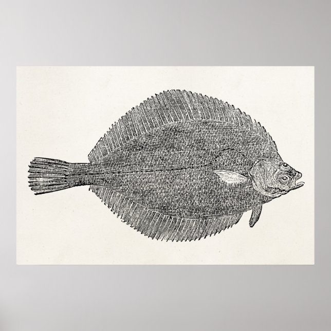 Vintage Common Dab Flounder Fish - Template Poster (Front)