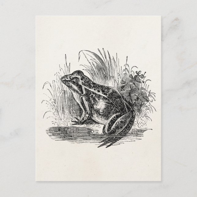 Vintage Common Frog - Reptile Frogs Template Blank Postcard (Front)
