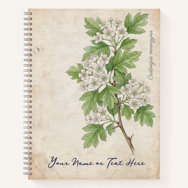 Vintage Common Hawthorn (Crataegus monogyna) Notebook (Front)