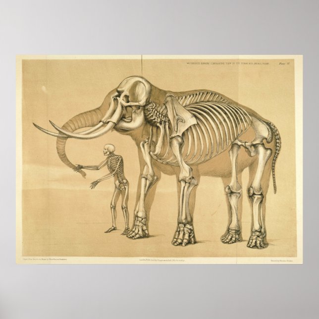 Vintage Comparative View Human and Elephant Poster (Front)