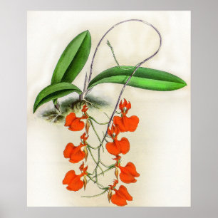 Vintage Comparettia Speciosa Orchid Flower Poster