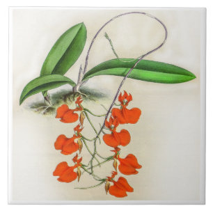 Vintage Comparettia Speciosa Orchid Flower Tile