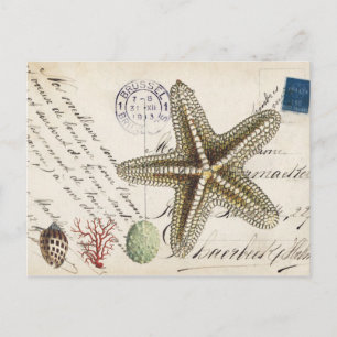 Vintage Conch starfish and seashells postcard