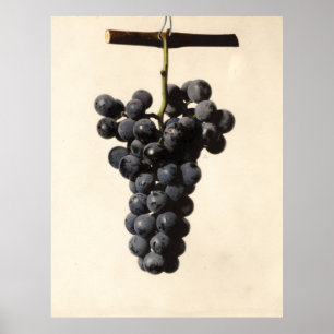 Vintage Concord Grapes Illustration Poster