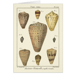 Vintage Cone Shells